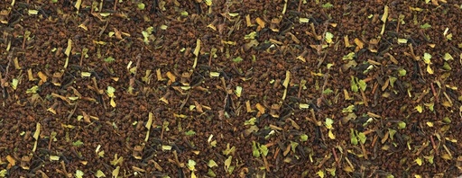 Gold CTC Tea